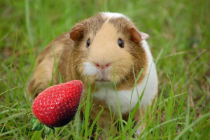 Чи можна годувати морські свинки полуницею? Чи можна годувати морські свинки полуницею?